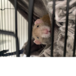 Otto And Emmi Group