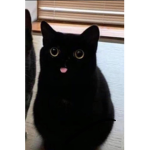 Kitty’s bbys