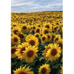 { Sunflower Squad }