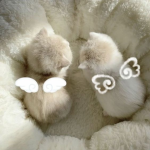 ୨୧ Dainty !