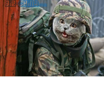 Cat_Army