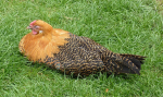 mr chickens hangout
