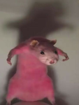 th3 rats