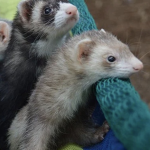 noah’s ferret fans
