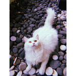 cat team :D