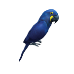 Hyacinth macaw on head