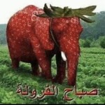 صباح الفراولة
