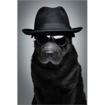 DOG AGENTS
