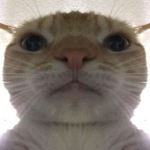 Optical_CAT