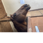 Foal Acre Riding Academy (Spike is the best)