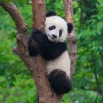 Pandas Tribe