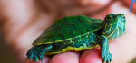 Angry turtle