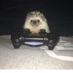 POLLO_ASADOS