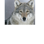 Wolf hut!