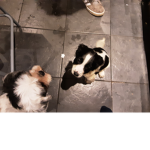 Official dog fan group
