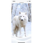 Snow Wolfs United!