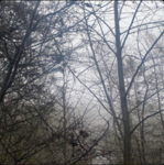 i stay dark Group Thumbnail