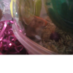 Hamster squad group