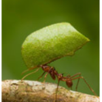 Leaf cutter ants colony