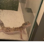 Billy the lizard