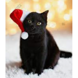 #cat are the best's Place Number: 0