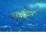 Shark Galaxy