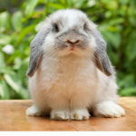 fluffy bunny crew