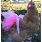 the chickens of all.