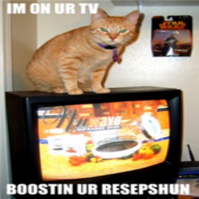 Make-Funny-Cat-DecalLOLCATS Roblox decal