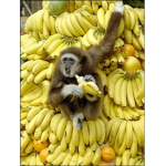 Banana loving Monkeys