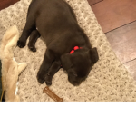 Cute Puppy Life