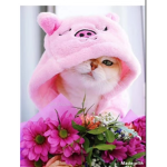 Cutest pet