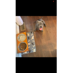 Dog on the picture is built different