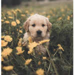 Olivia’s Puppy Friends