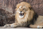 Lions are fierce