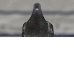 PIGEONS POWER