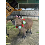 Capycringe collaboration