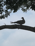 Mourning Dove [Official Group]
