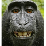 MONKE GANG YEET