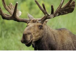 #MOOSE SQUAD!!!!!!!!!!!!!!!!!