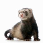 The Ferret Group 1
