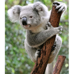 Koala support group