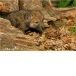 wolf's1242