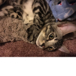 Kitten to Cat God