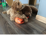 Golden doodle king