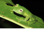 Froppy frogs