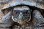 Rideturtle819