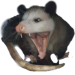 possum cult