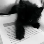 fl4nyum