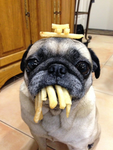 Pug gang on top